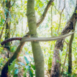 Carbon Steel Viking Sword