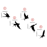 Flying Bird Wall Hooks